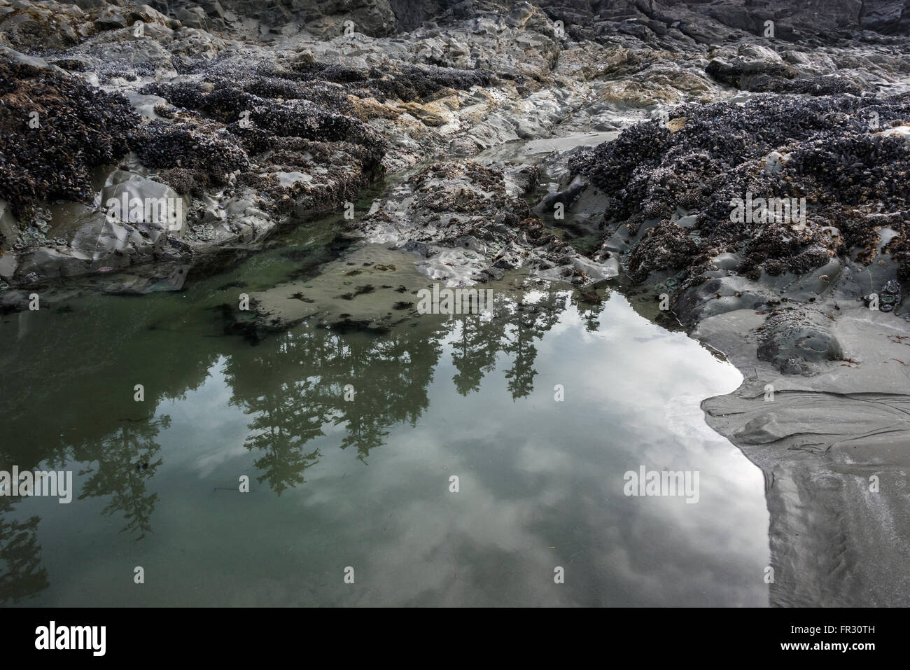 Les arbres et le ciel reflète dans un bassin de marée, Chesterman Beach, Tofino, Colombie-Britannique, Canada Banque D'Images