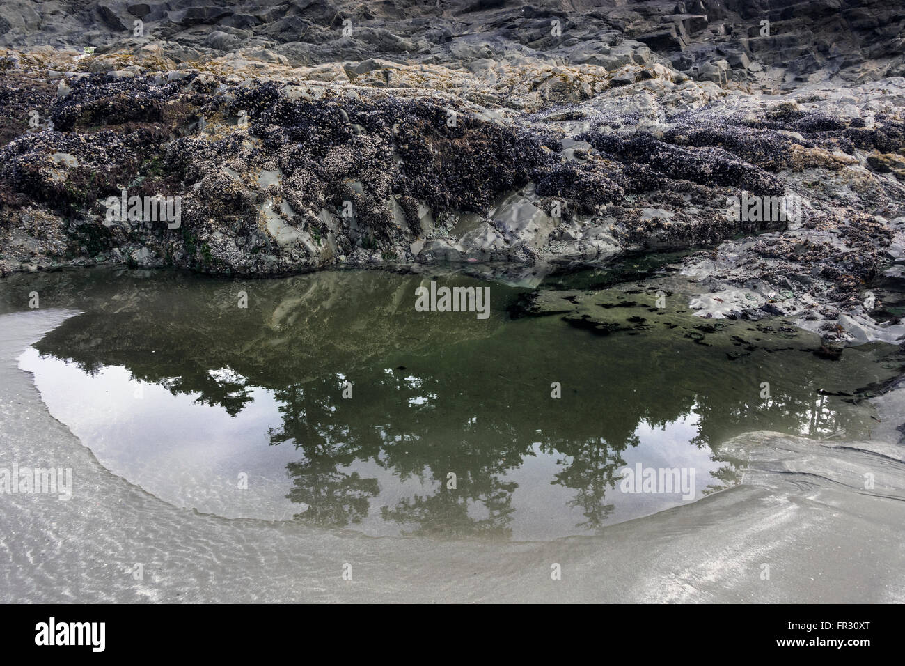 Avec des réflexions de marée, Chesterman Beach, Tofino, Colombie-Britannique, Canada Banque D'Images