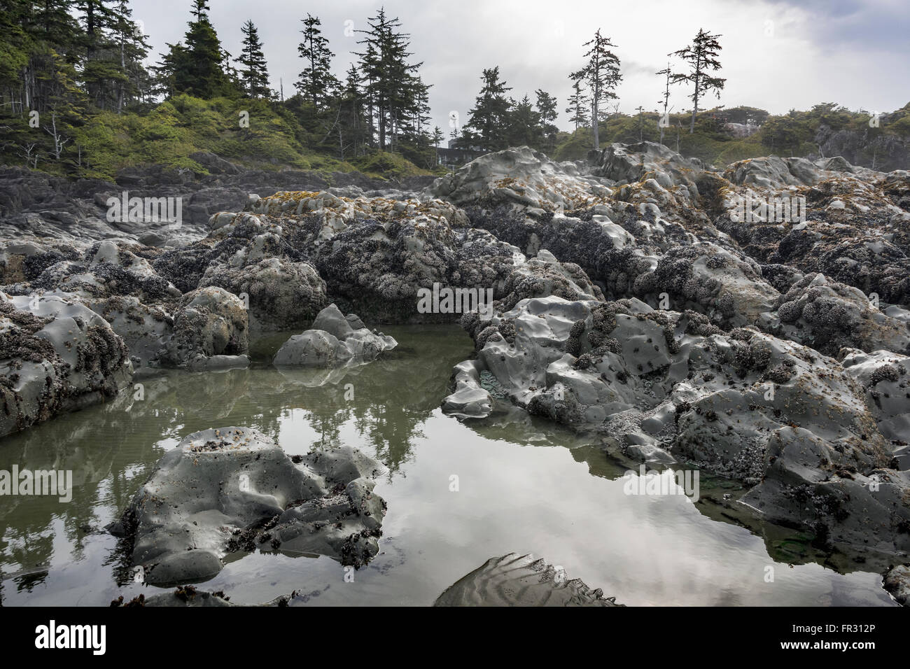 Les roches de la plage à marée basse, Chesterman Beach, Tofino, Colombie-Britannique, Canada Banque D'Images
