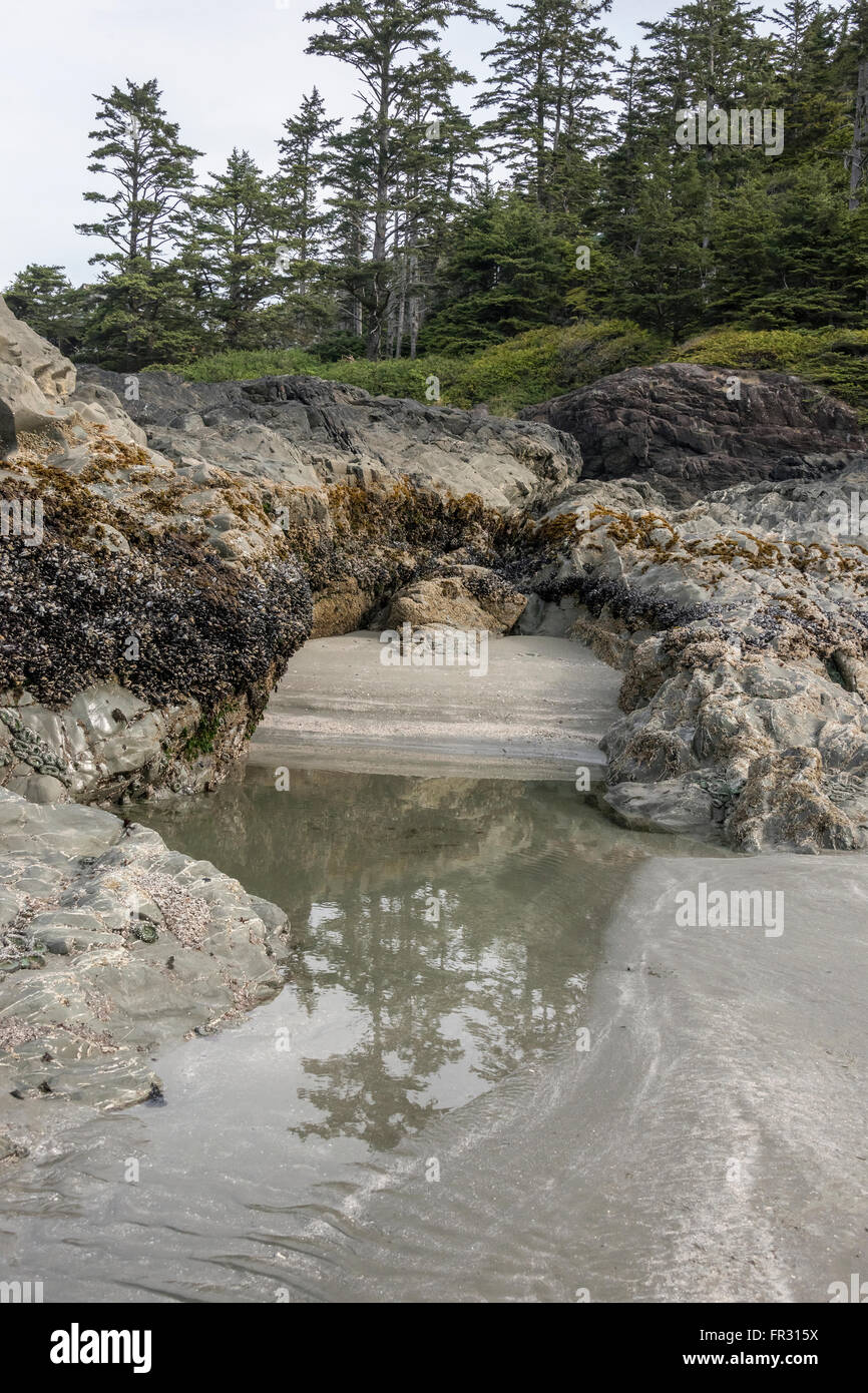 Scène de plage du nord-ouest du Pacifique, Chesterman Beach, Tofino, Colombie-Britannique, Canada Banque D'Images