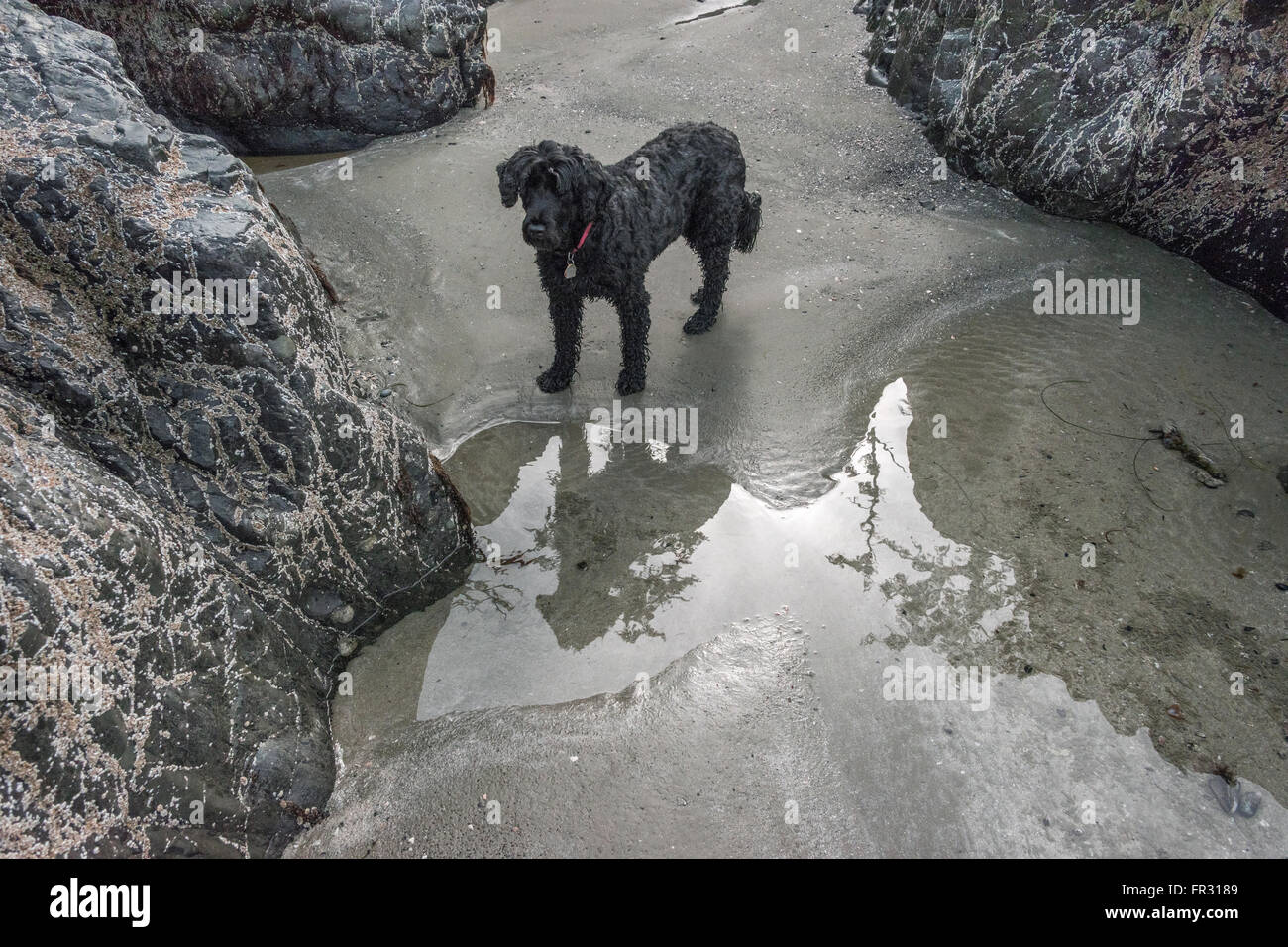 En raison de marée chien d'eau Portugais et arbres, Chesterman Beach, Tofino, Colombie-Britannique, Canada Banque D'Images