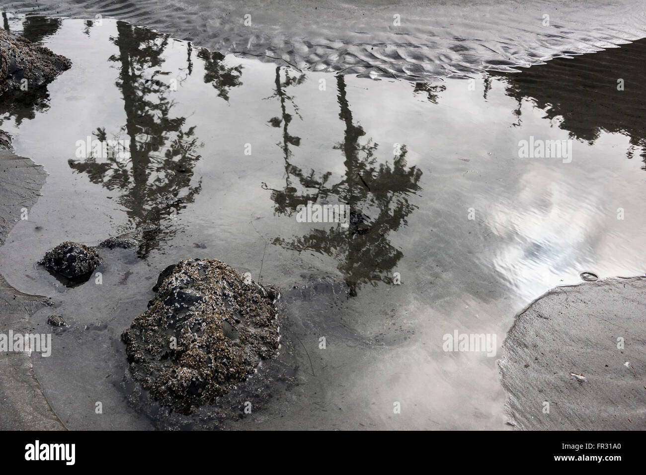 Piscine marée reflétant les arbres et soleil, Chesterman Beach, Tofino, Colombie-Britannique, Canada Banque D'Images