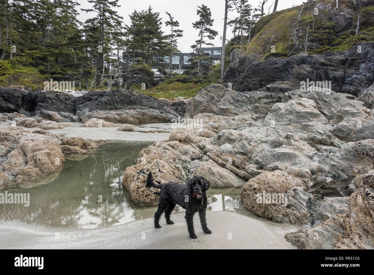 Marée basse avec chien d'eau Portugais, Chesterman Beach, Tofino, Colombie-Britannique, Canada Banque D'Images