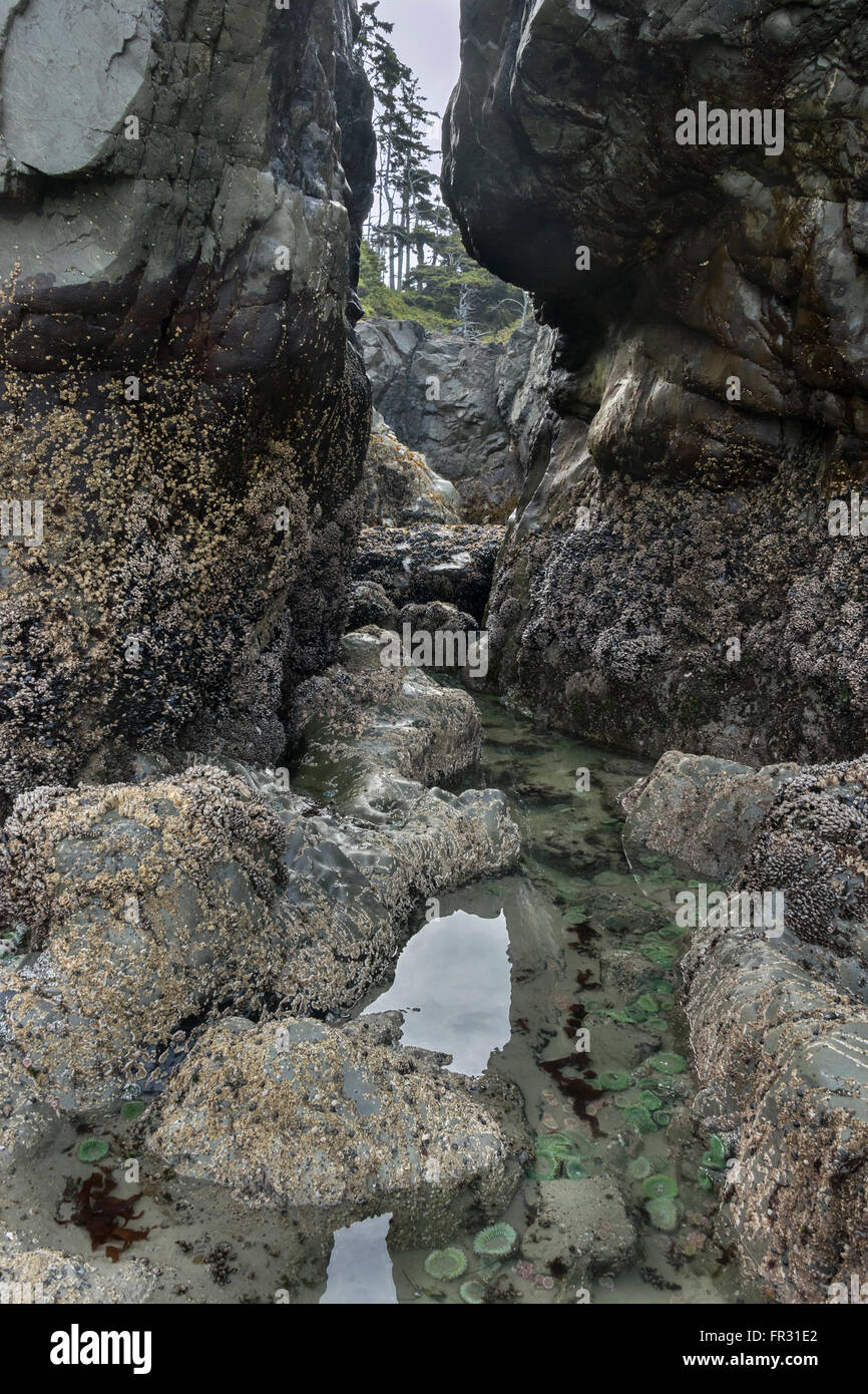 Marée basse la biodiversité, Chesterman Beach, Tofino, Colombie-Britannique, Canada Banque D'Images