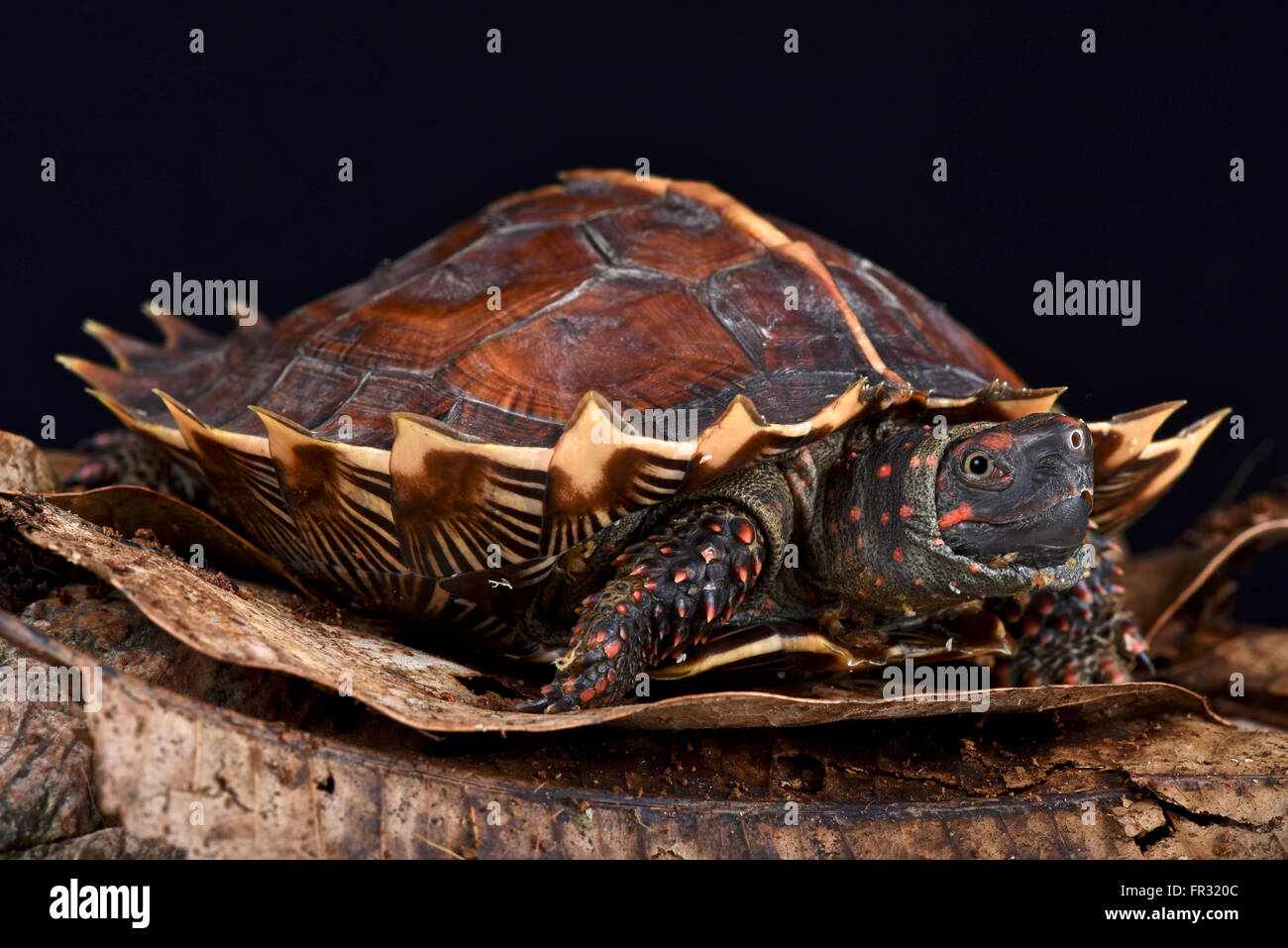 Tortue (Heosemys spinosa) Banque D'Images