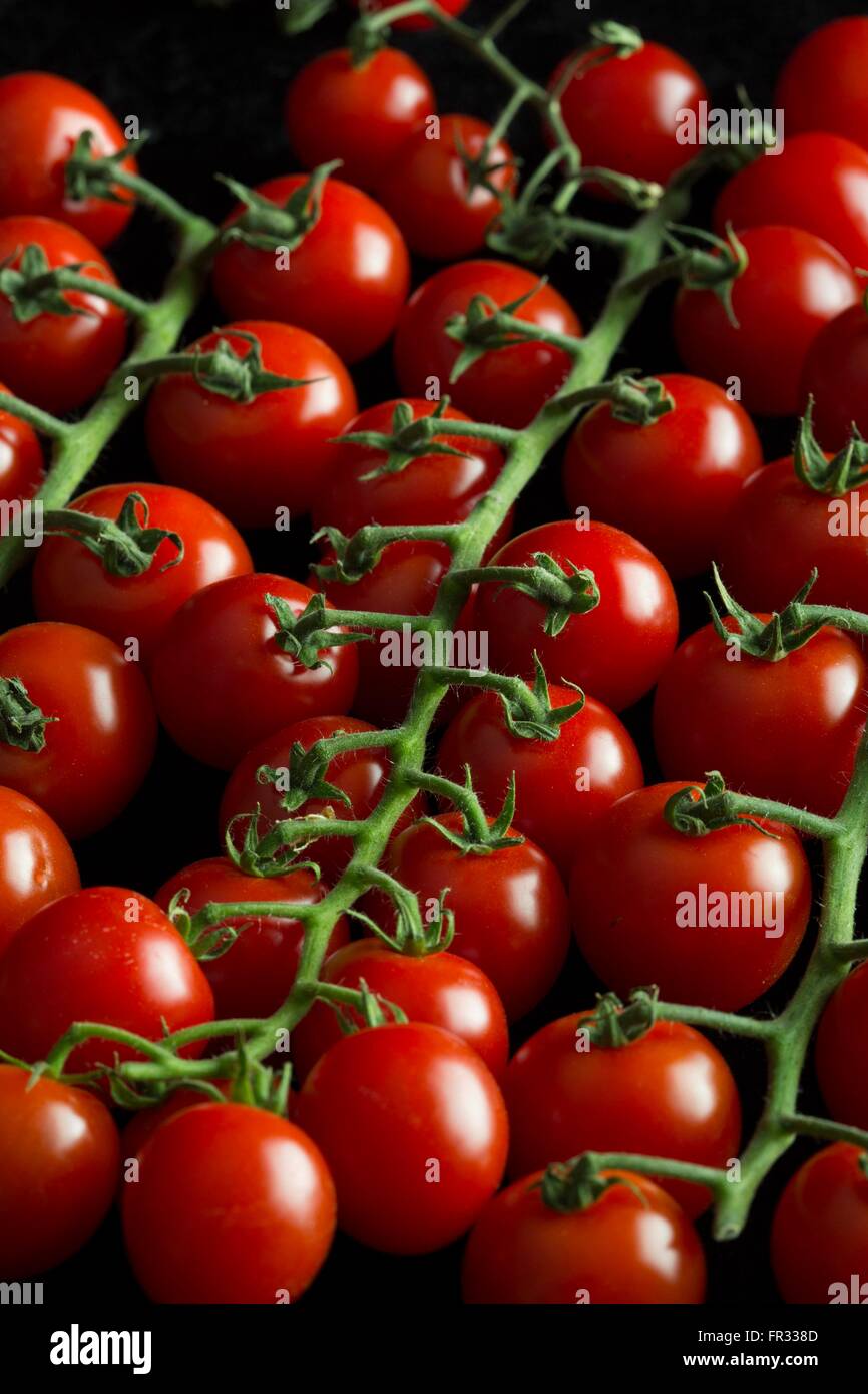 Beaucoup de tomates cerise, toujours sur la vigne, alignés comme des petits soldats de la santé Banque D'Images