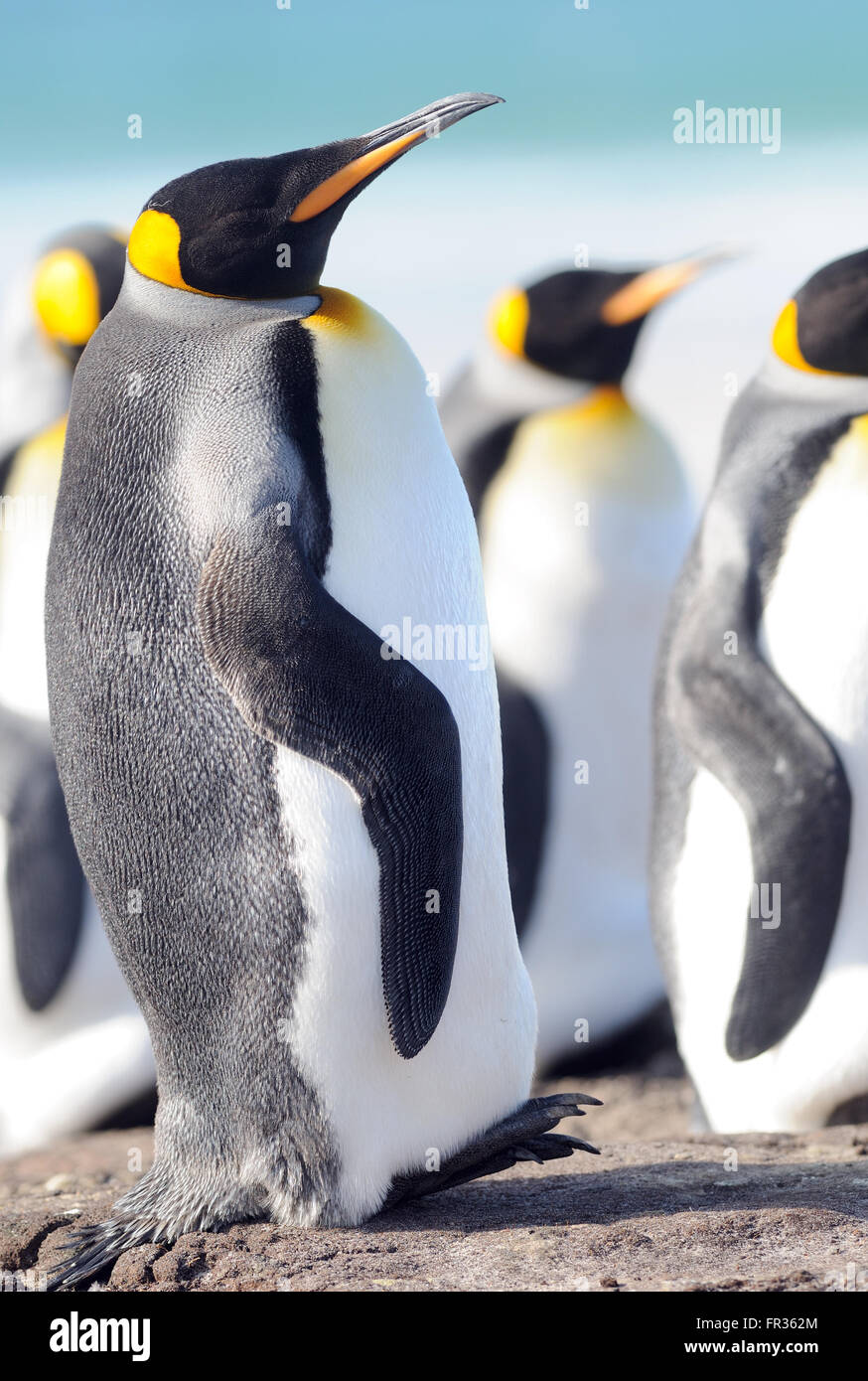 Un manchot royal (Aptenodytes patagonicus) se penche en arrière sur sa queue raide, courte. L'Île Saunders, îles Falkland. Banque D'Images