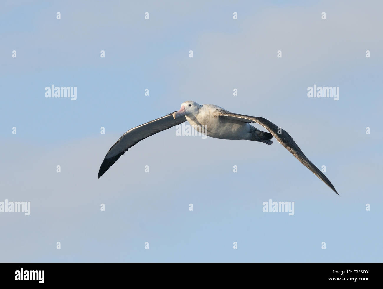 L'albatros hurleur (Diomedea exulans) en vol. Le sud de l'océan, la Géorgie du Sud. Banque D'Images