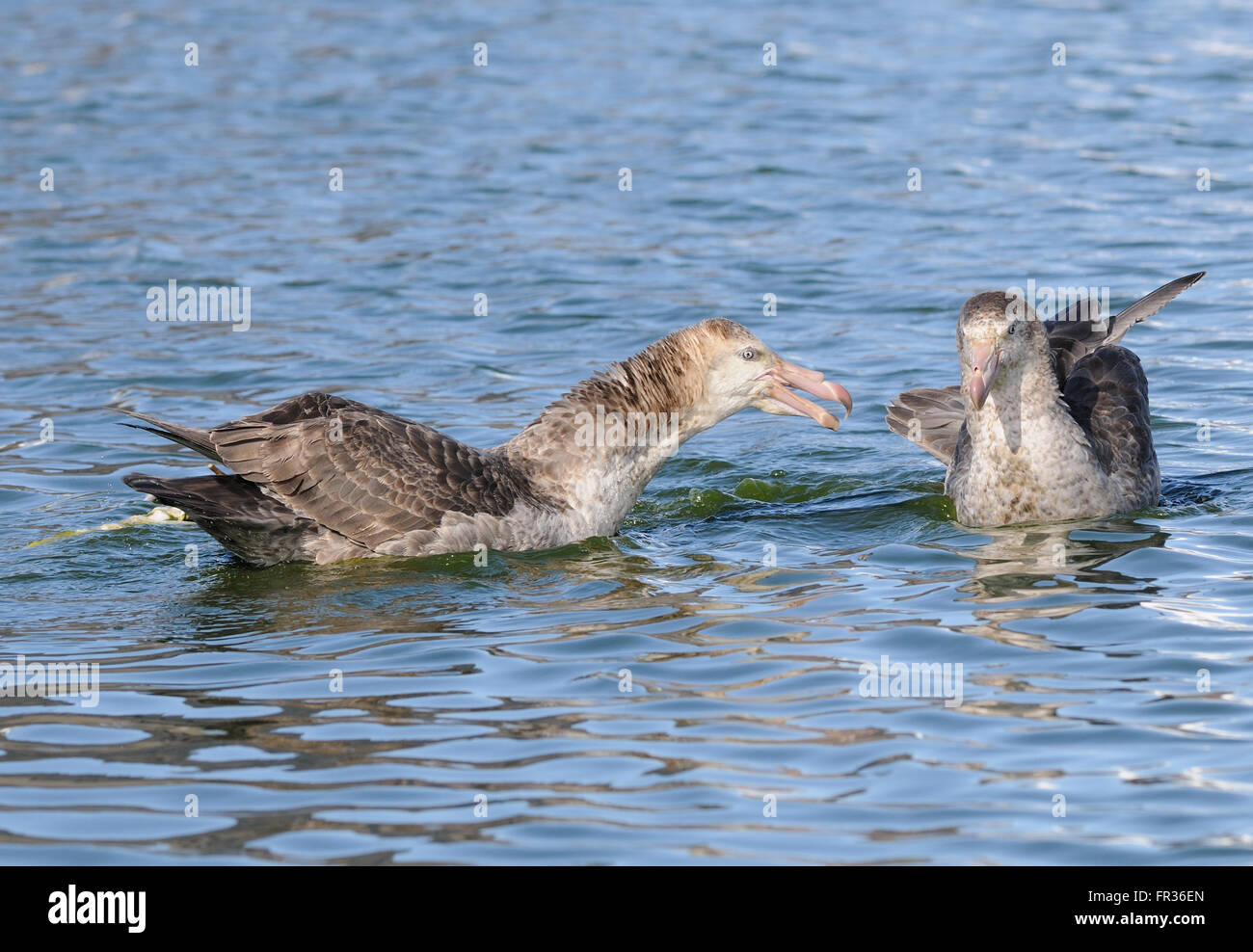 Deux Pétrels géants du nord (Macronectes halli) se chamaillent pour un sceau de la carcasse. La plaine de Salisbury, Bay of Isles, la Géorgie du Sud. 1 Banque D'Images