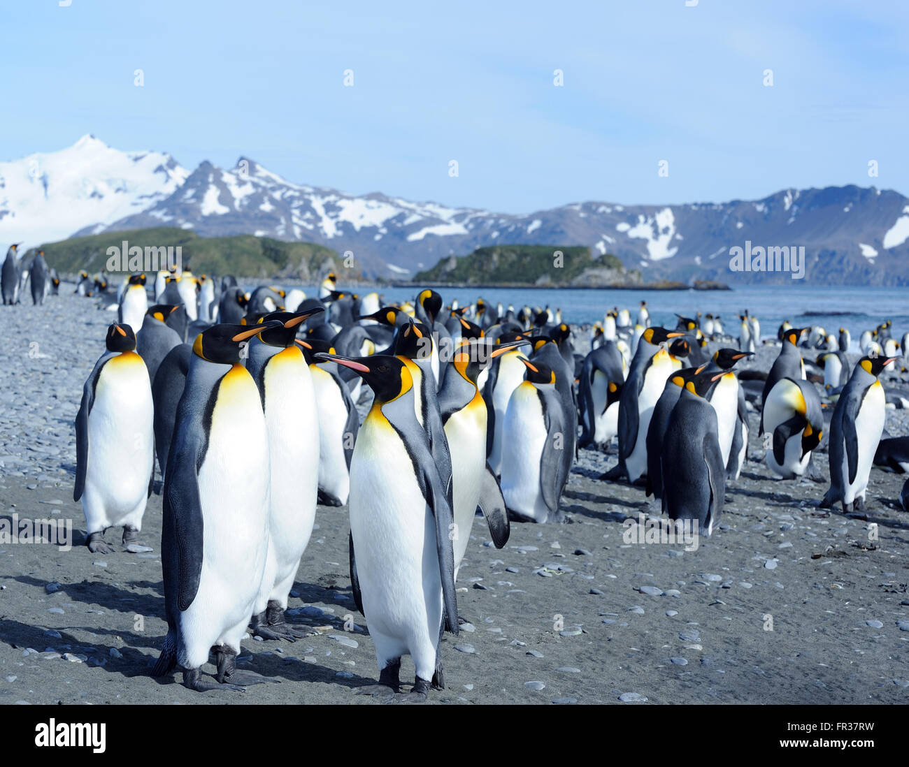 Le manchot royal (Aptenodytes patagonicus) sur la plage près de leur colonie de nidification. La plaine de Salisbury, Bay of Isles, la Géorgie du Sud. Banque D'Images