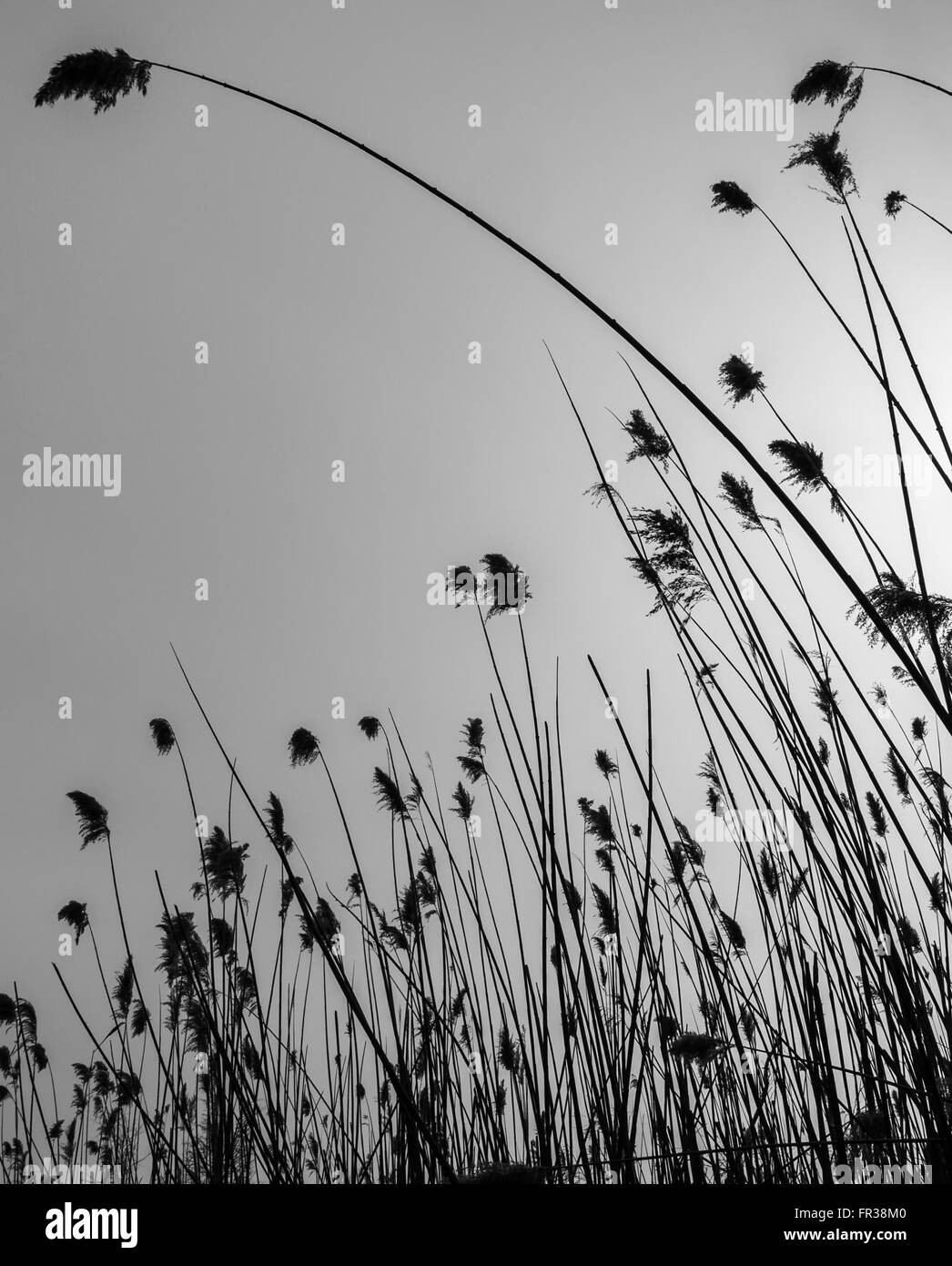 Silhouette d'un lit de roseau commun (Phragmites australis) en noir et blanc Banque D'Images