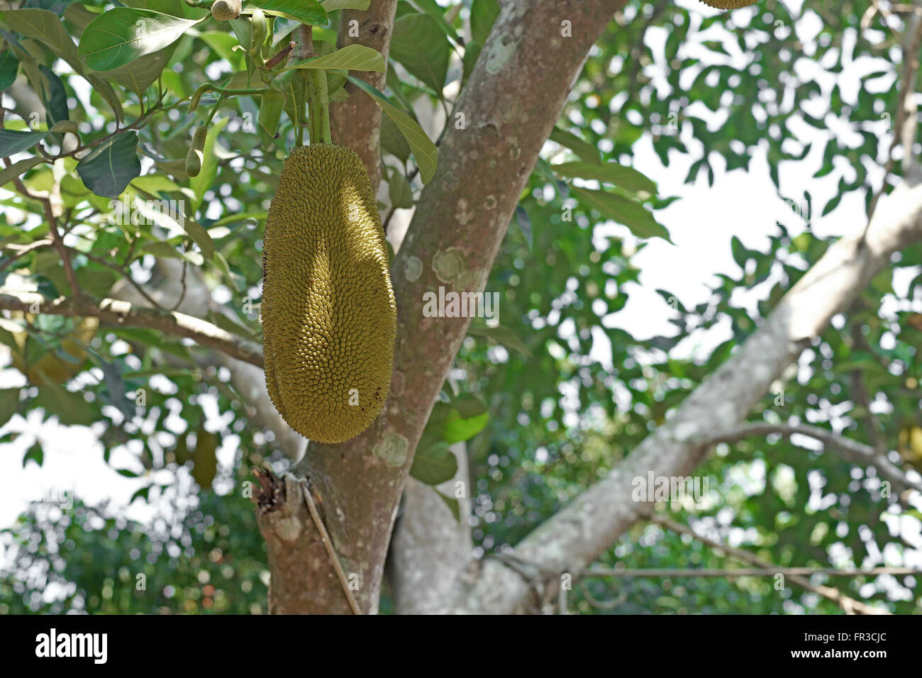 Les jeunes sur le jaque jaque tree Banque D'Images