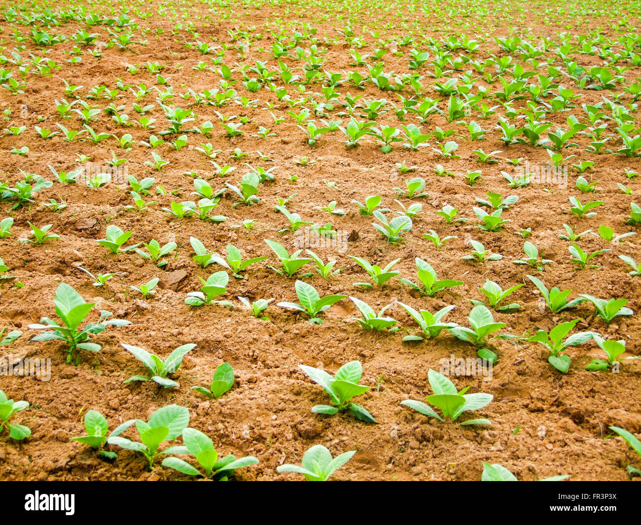 Plantation de jeunes plants de tabac vu à Cuba Banque D'Images