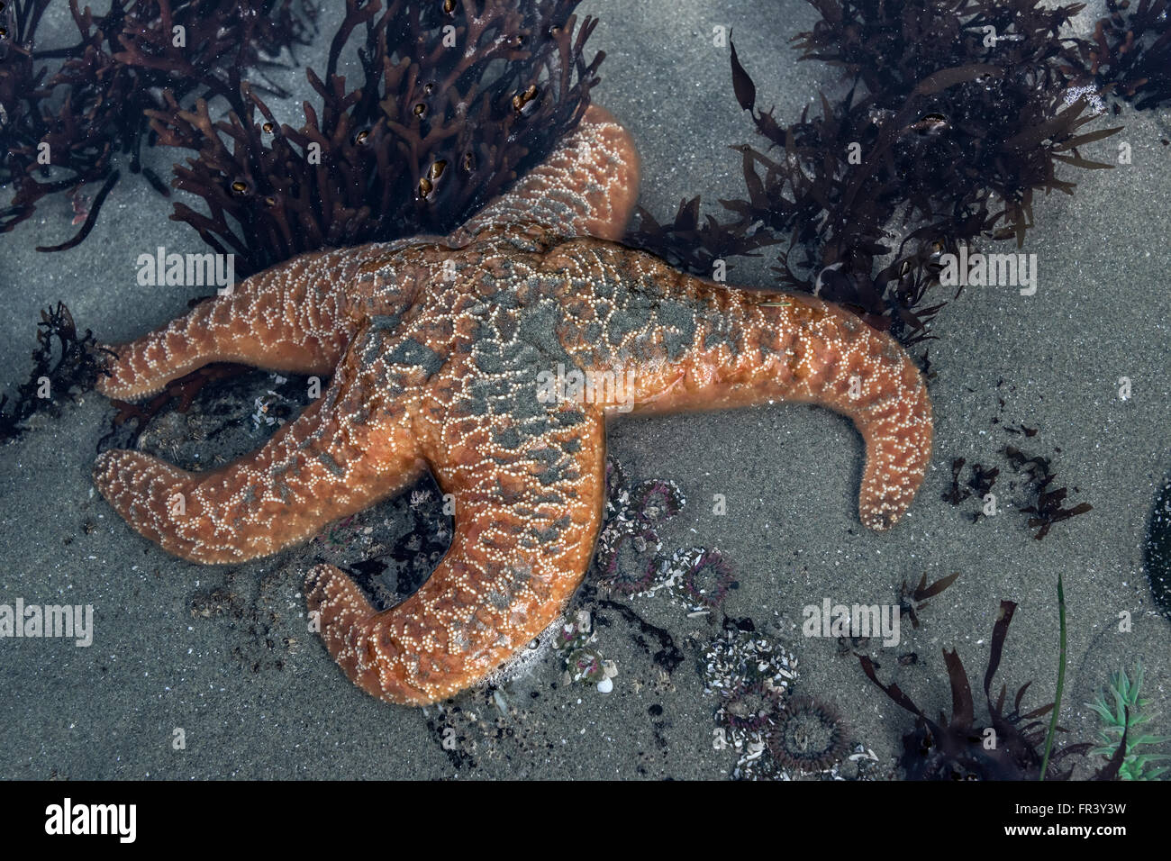 Étoile de mer (Orange) ocraceus piastre dans tide pool, Chesterman Beach, Tofino, Colombie-Britannique, Canada Banque D'Images