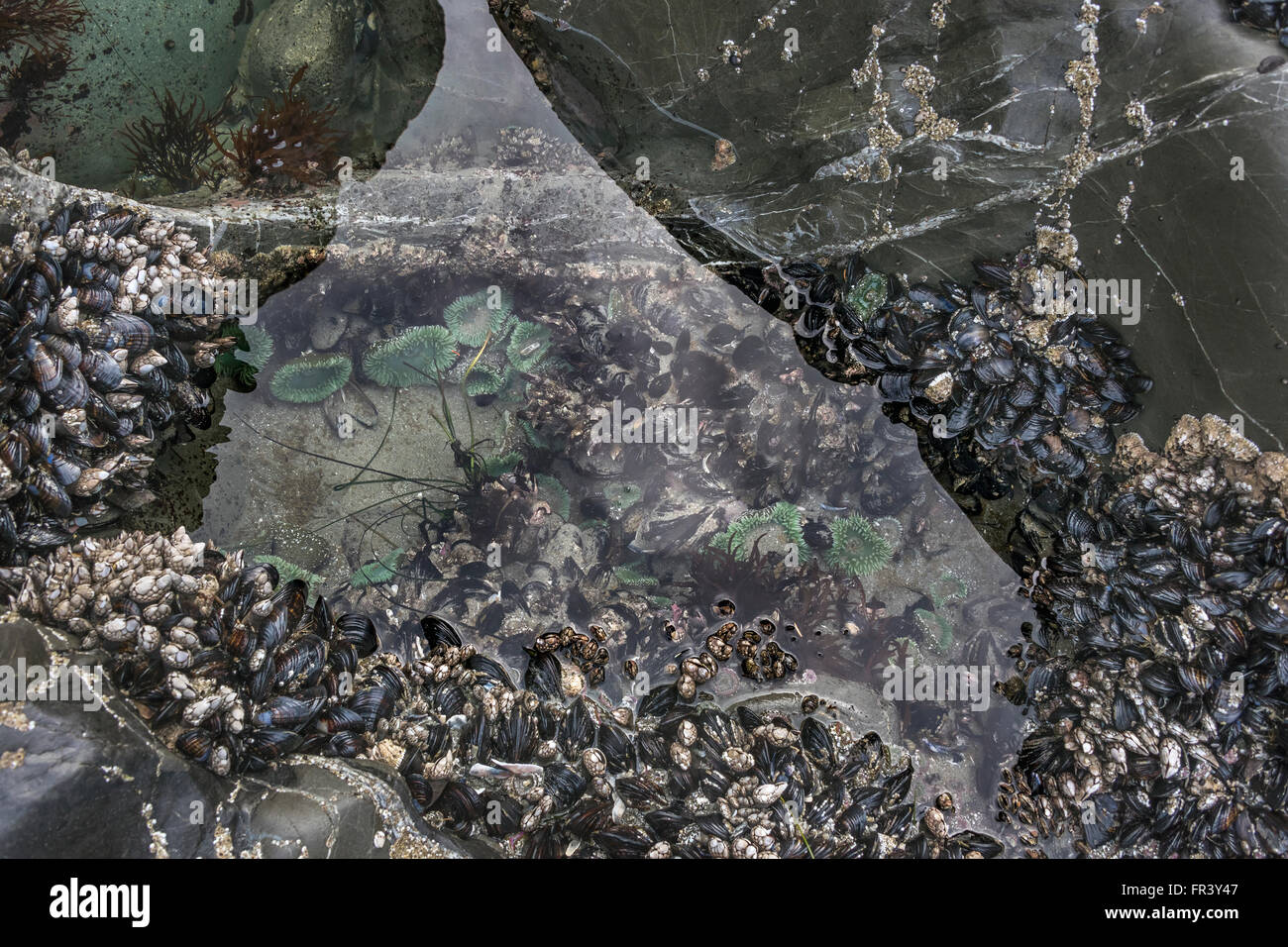 Piscine de marée, au-dessus et au-dessous de l'eau avec des reflets, Chesterman Beach, Tofino, Colombie-Britannique, Canada Banque D'Images