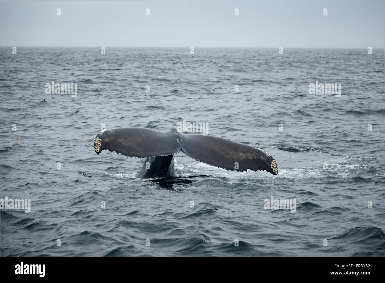 Queue de baleine à bosse Banque D'Images