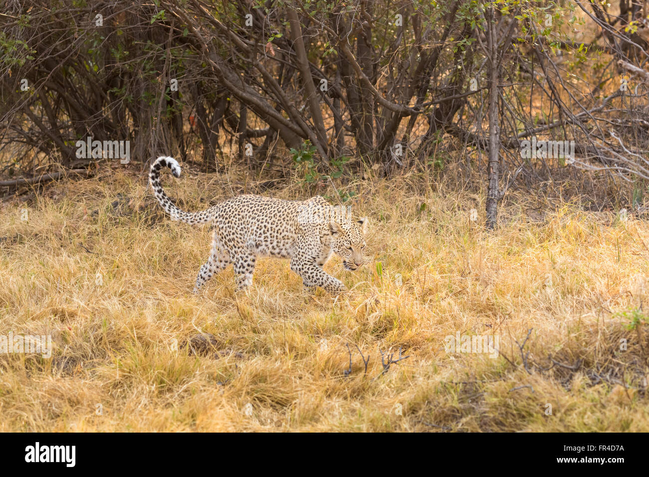 Leopard (Panthera pardus) rôdant à travers les hautes herbes, Sandibe Camp, par le Moremi, Okavango Delta, Kalahari, Botswana, Africa Banque D'Images