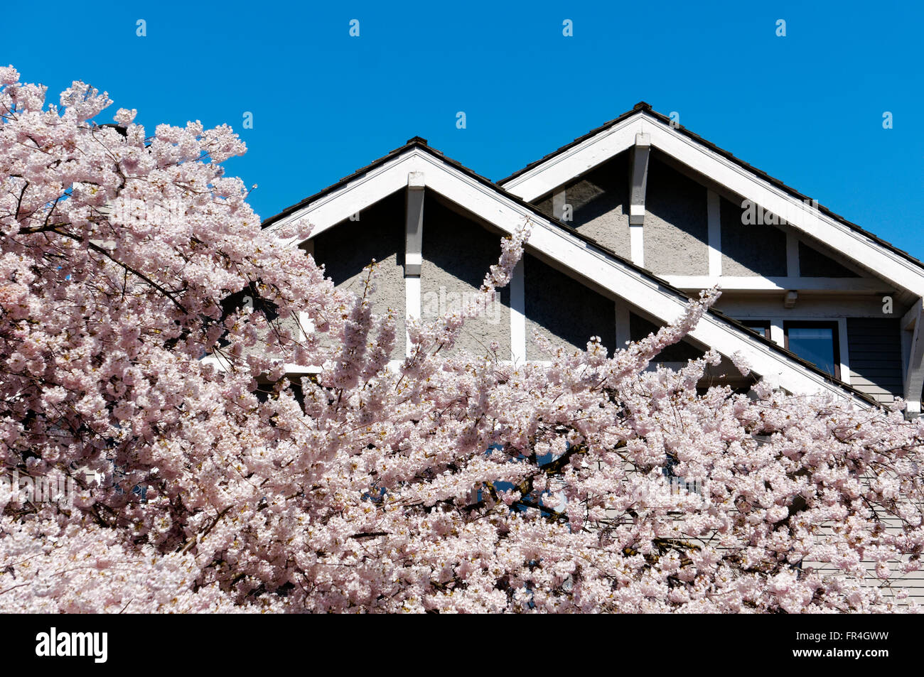 Rose et blanche de fleurs de cerisier et de la toiture d'une maison Banque D'Images