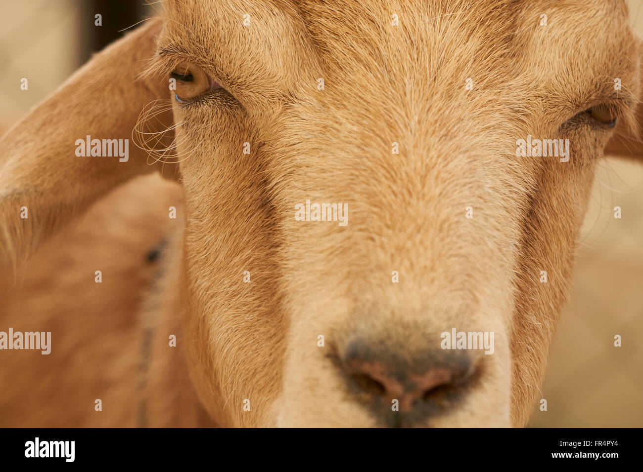 À la chèvre dans l'appareil photo Banque D'Images