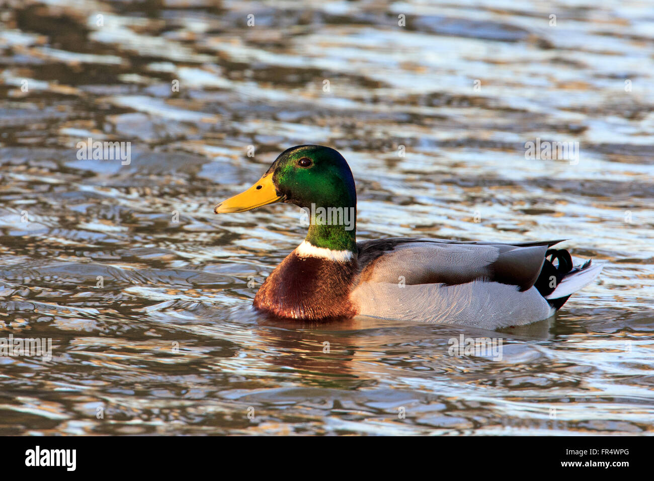 Homme canard colvert (Anas platyrhynchos) en plumage nuptial natation Banque D'Images