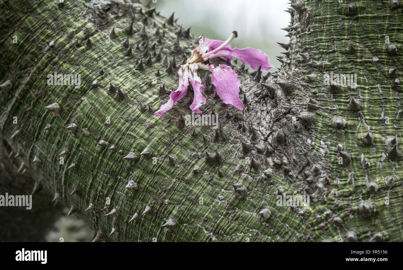 La texture de l'écorce d'arbre de soie (Chorisia speciosa ) Banque D'Images