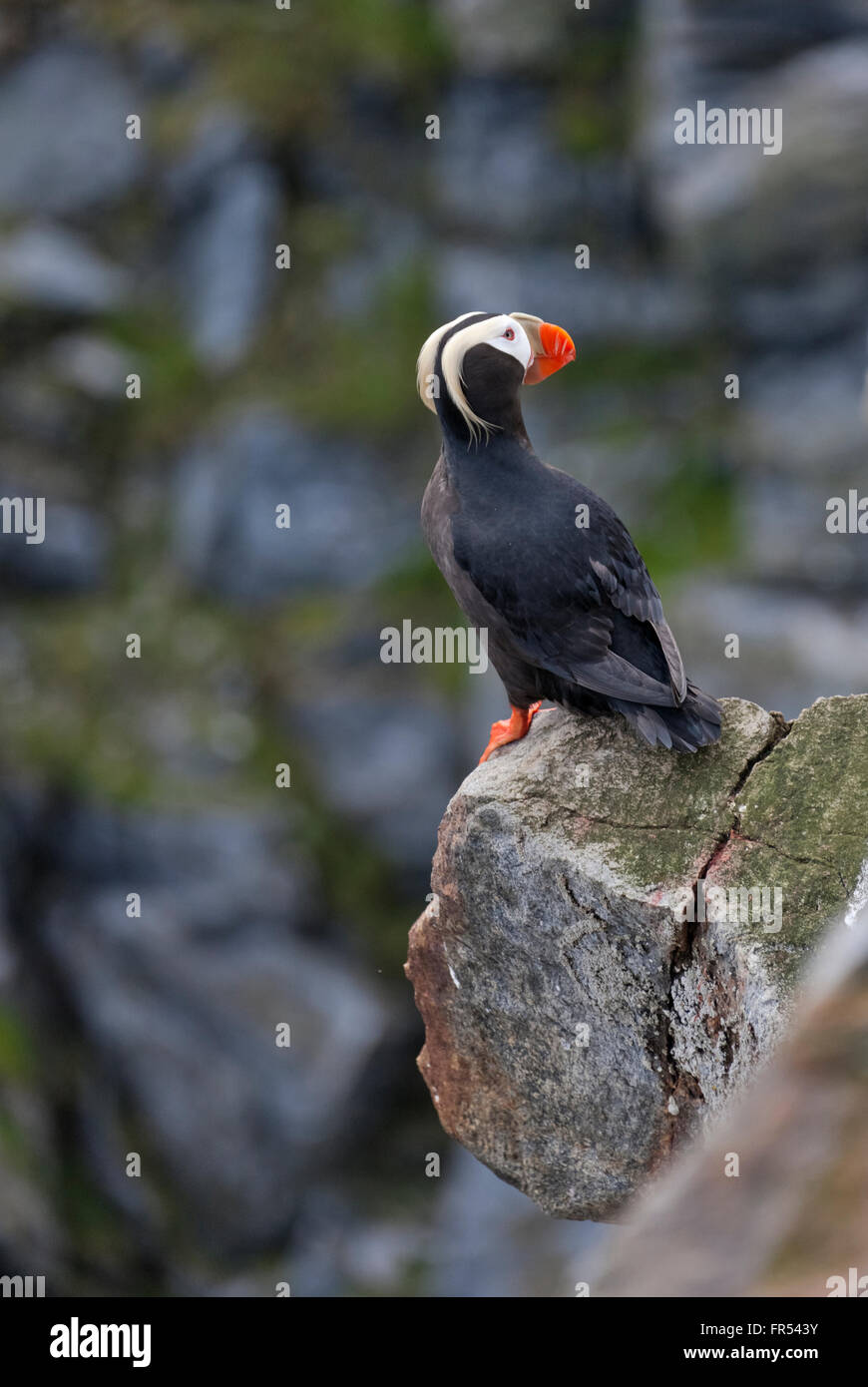 Le Macareux huppé (Fratercula cirrhata) sur Kolyuchin, île de la mer de Béring, Extrême-Orient russe Banque D'Images