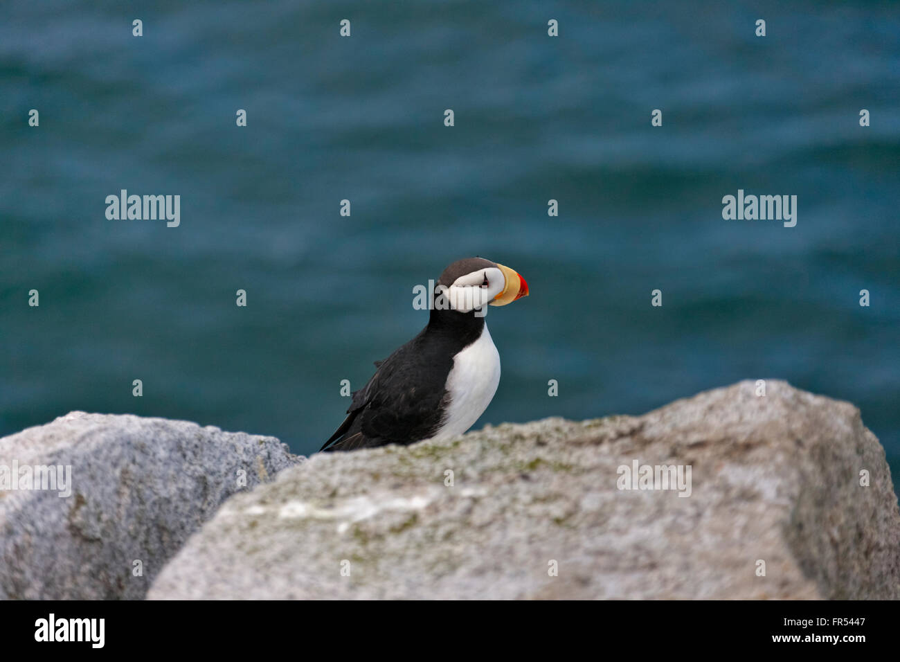 Macareux cornu (Fratercula corniculata) sur Kolyuchin, île de la mer de Béring, Russie Banque D'Images