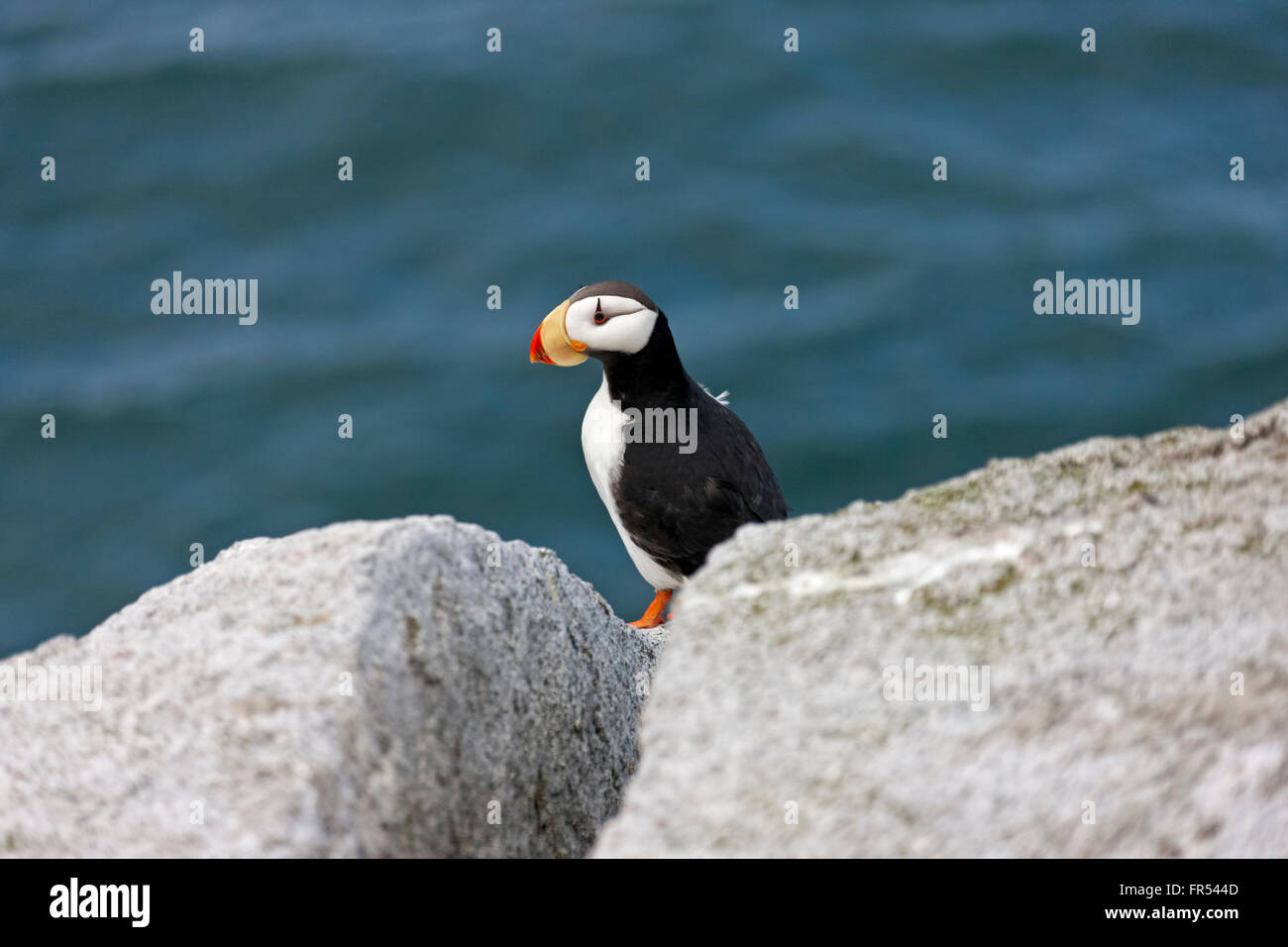 Macareux cornu (Fratercula corniculata) sur Kolyuchin, île de la mer de Béring, Russie Banque D'Images