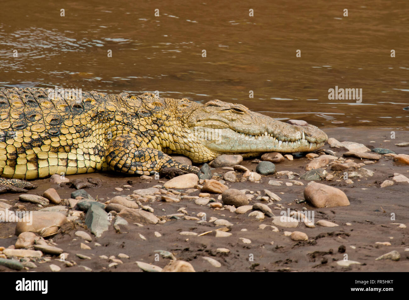 Crocodele allongé sur la rive de la rivière Mara au Kenya Banque D'Images