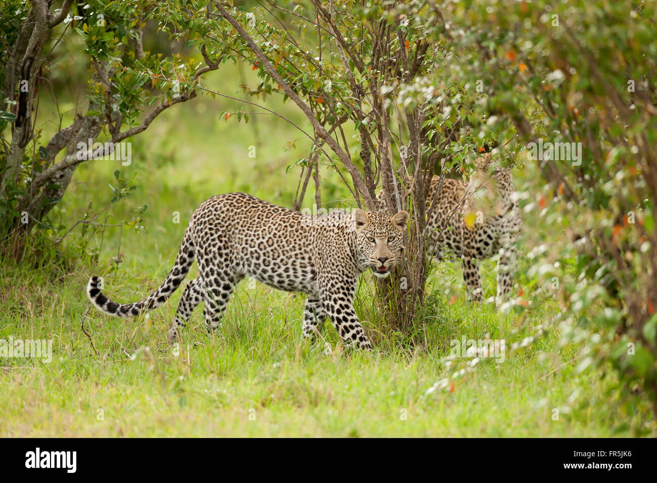 Leopard balade dans la savane, dans le Parc National de Masai Mara au Kenya Banque D'Images