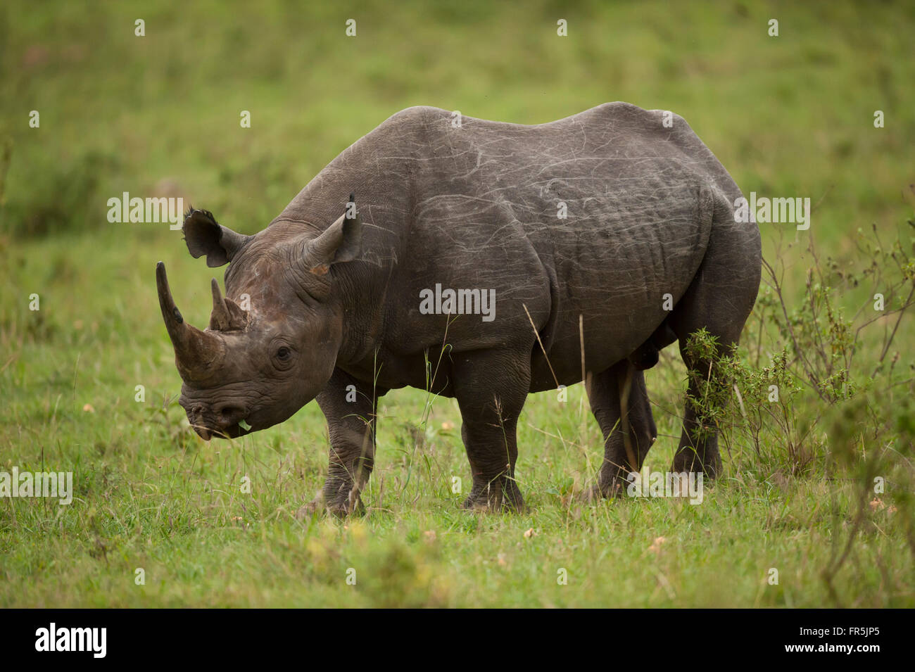 Le rhinocéros noir dans le Parc National de Masai Mara au Kenya Banque D'Images