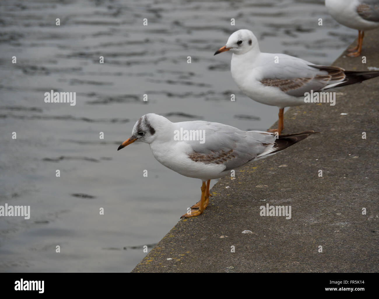 Mouette rieuse en plumage juvénile. Banque D'Images