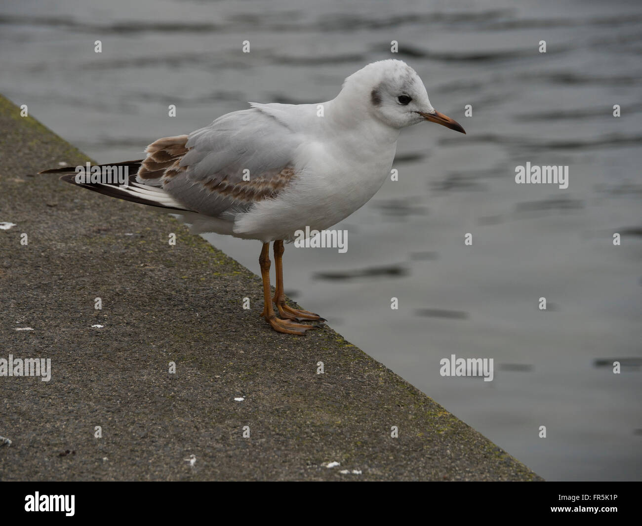 Mouette rieuse en plumage juvénile. Banque D'Images