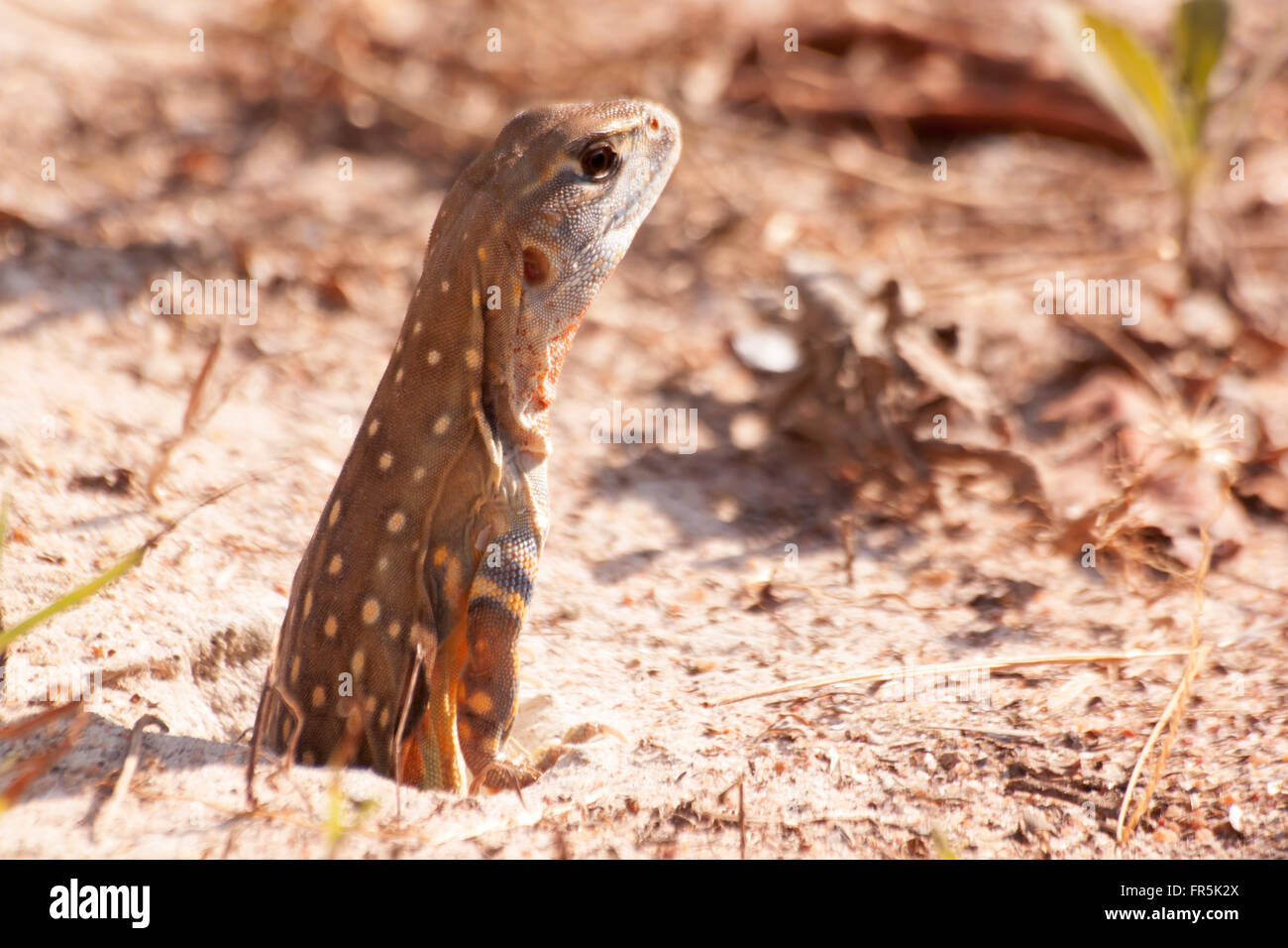 Reptile Leiolepis il est coloré d'une couleur dans la nature. Leiolepis belliana. Banque D'Images