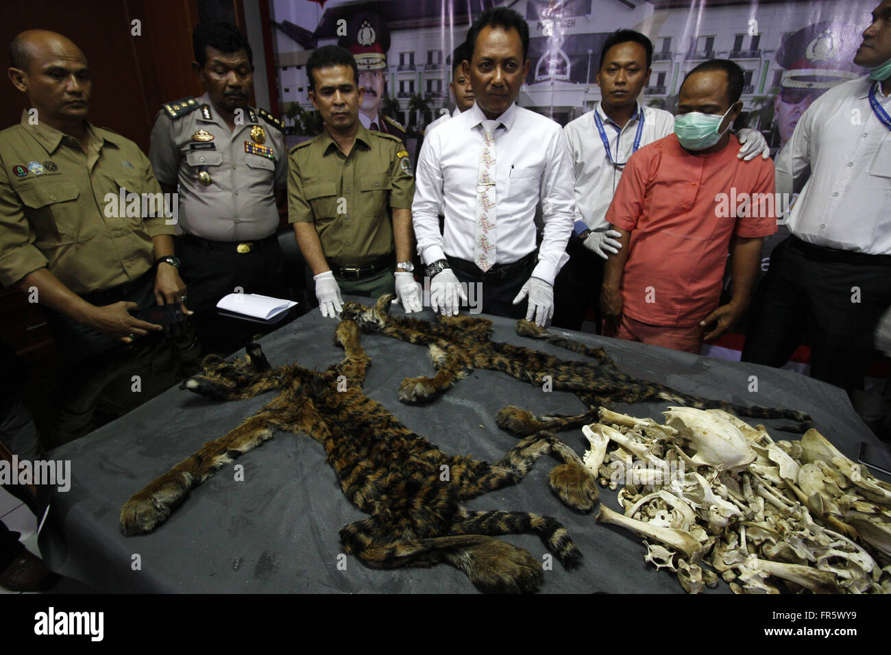 Aceh, Indonésie. Mar 21, 2016. Afficher la police la peau et les os de tigres de Sumatra (Panthera tigris Sumatrae) saisie des contrebandiers du commerce illicite de l'Aceh, Indonésie, 21 mars 2016. Credit : Junaidi/Xinhua/Alamy Live News Banque D'Images