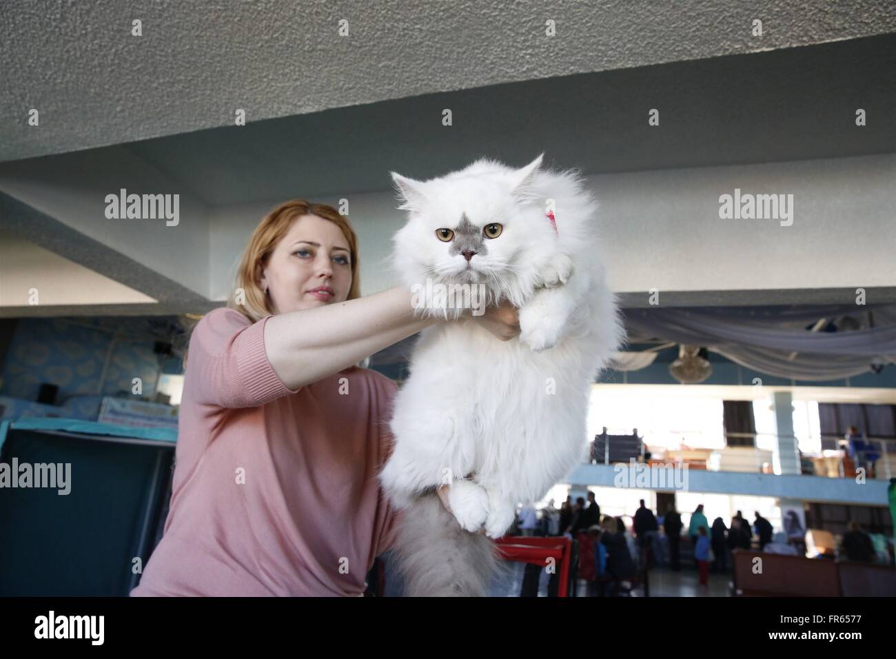 Bichkek Kirghizistan Mar 22 16 Un Chat S Affiche A L Exposition Feline Internationale A Bichkek Kirghizistan Le 22 Mars 16 Les Amoureux Des Chats Par Le Kirghizistan Le Kazakhstan La Russie Et L Ouzbekistan