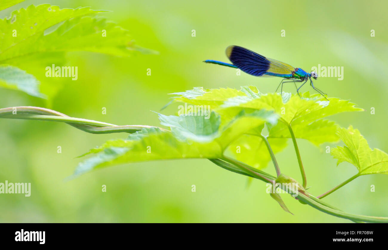 Bleu libellule en forêt (coleopteres splendens) Banque D'Images