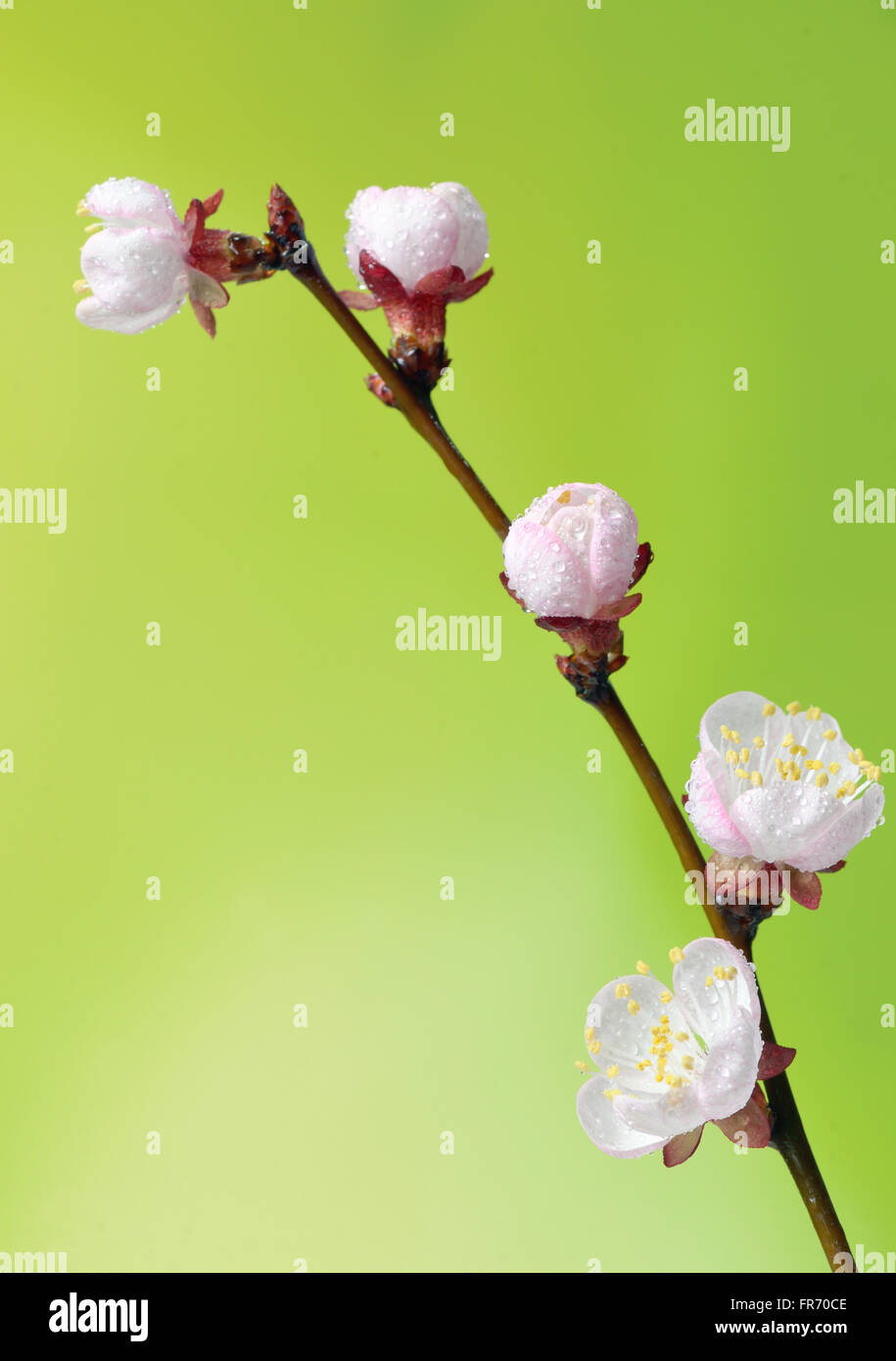 Des arbres fruitiers en fleurs macro brunch dans le printemps ! Banque D'Images