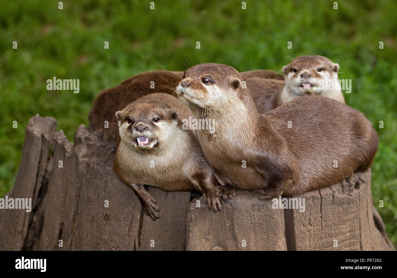 Les loutres asiatiques Small-Clawed(aonyx cinerea) Banque D'Images