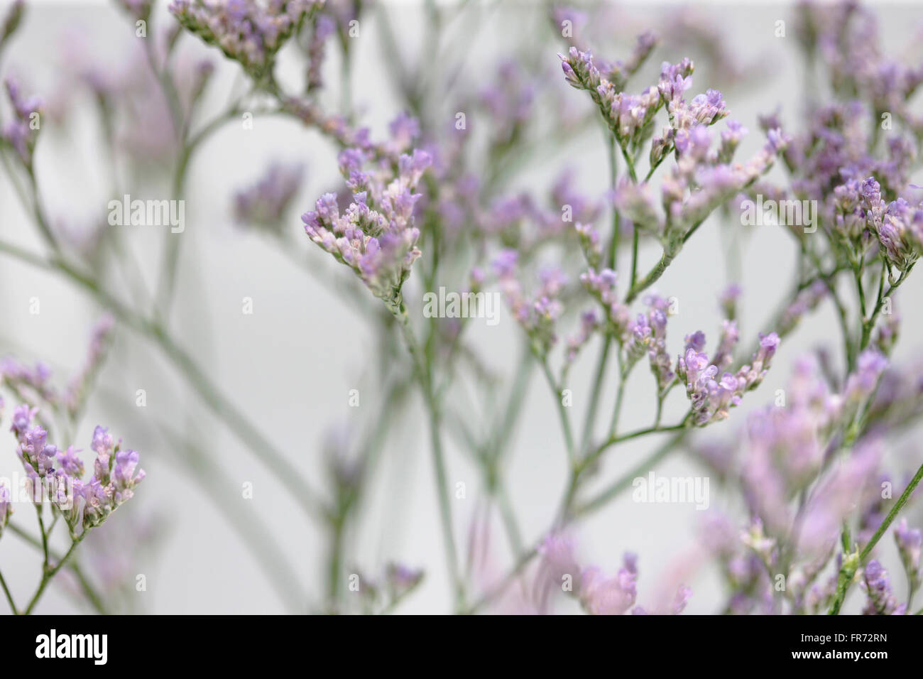 Limonium overig maine bleu, longue, c'est prairie fleur, symbolise la photographie souvenir Jane Ann Butler JABP1432 Banque D'Images