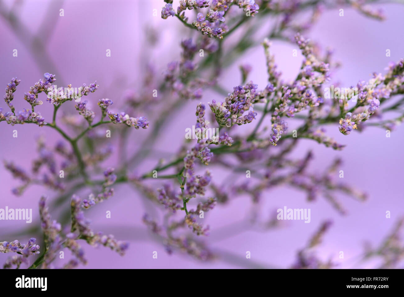 Limonium overig maine bleu, longue, c'est prairie fleur, symbolise la photographie souvenir Jane Ann Butler JABP1430 Banque D'Images
