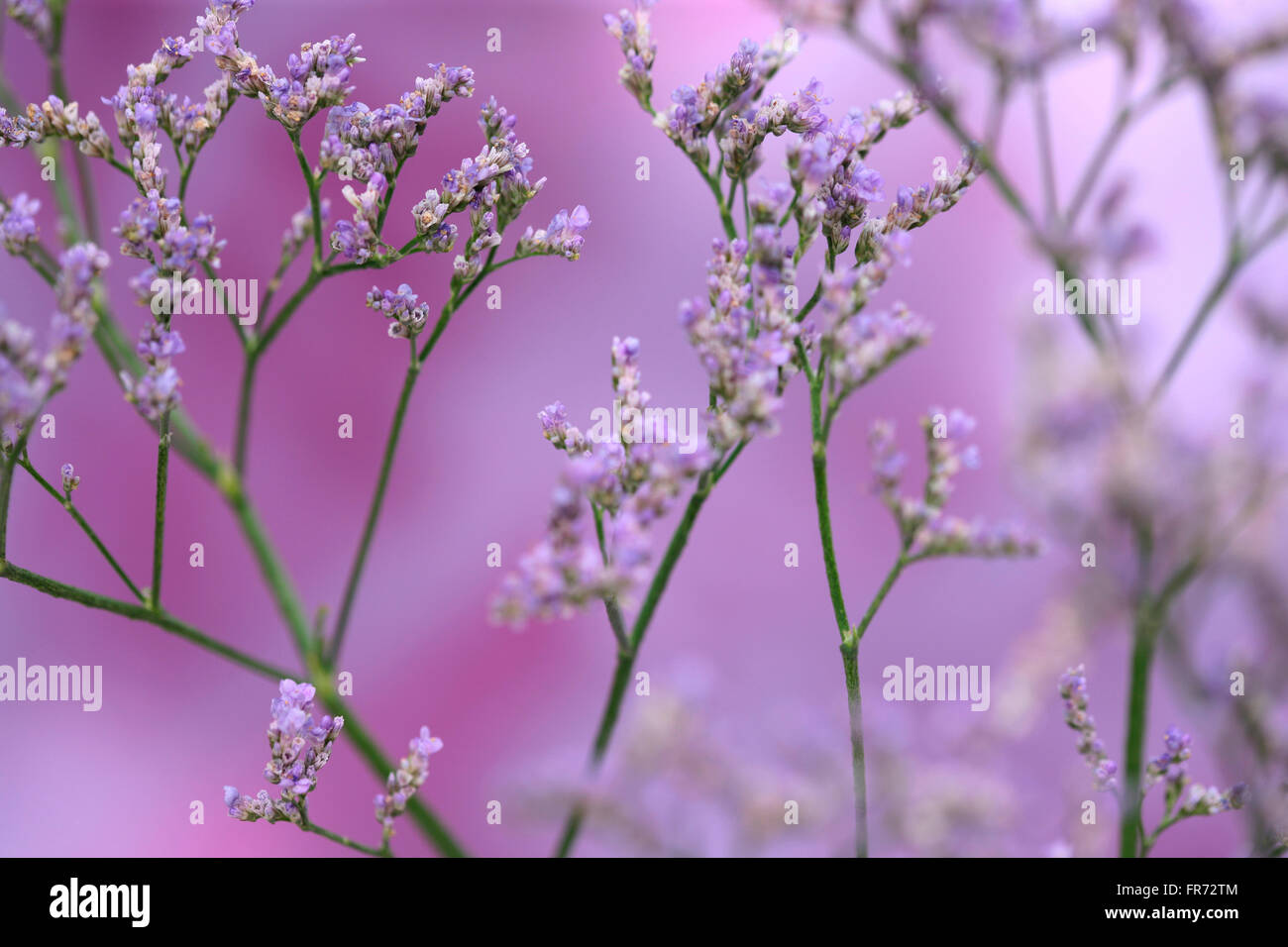 Limonium overig maine bleu, longue, c'est prairie fleur, symbolise la photographie souvenir Jane Ann Butler JABP1431 Banque D'Images
