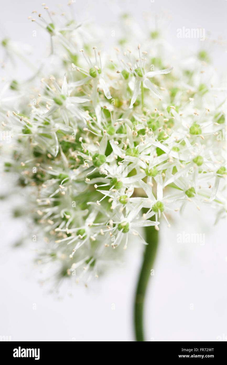 Belle mont Everest allium dans un style contemporain Jane Ann Butler Photography JABP1090 Banque D'Images