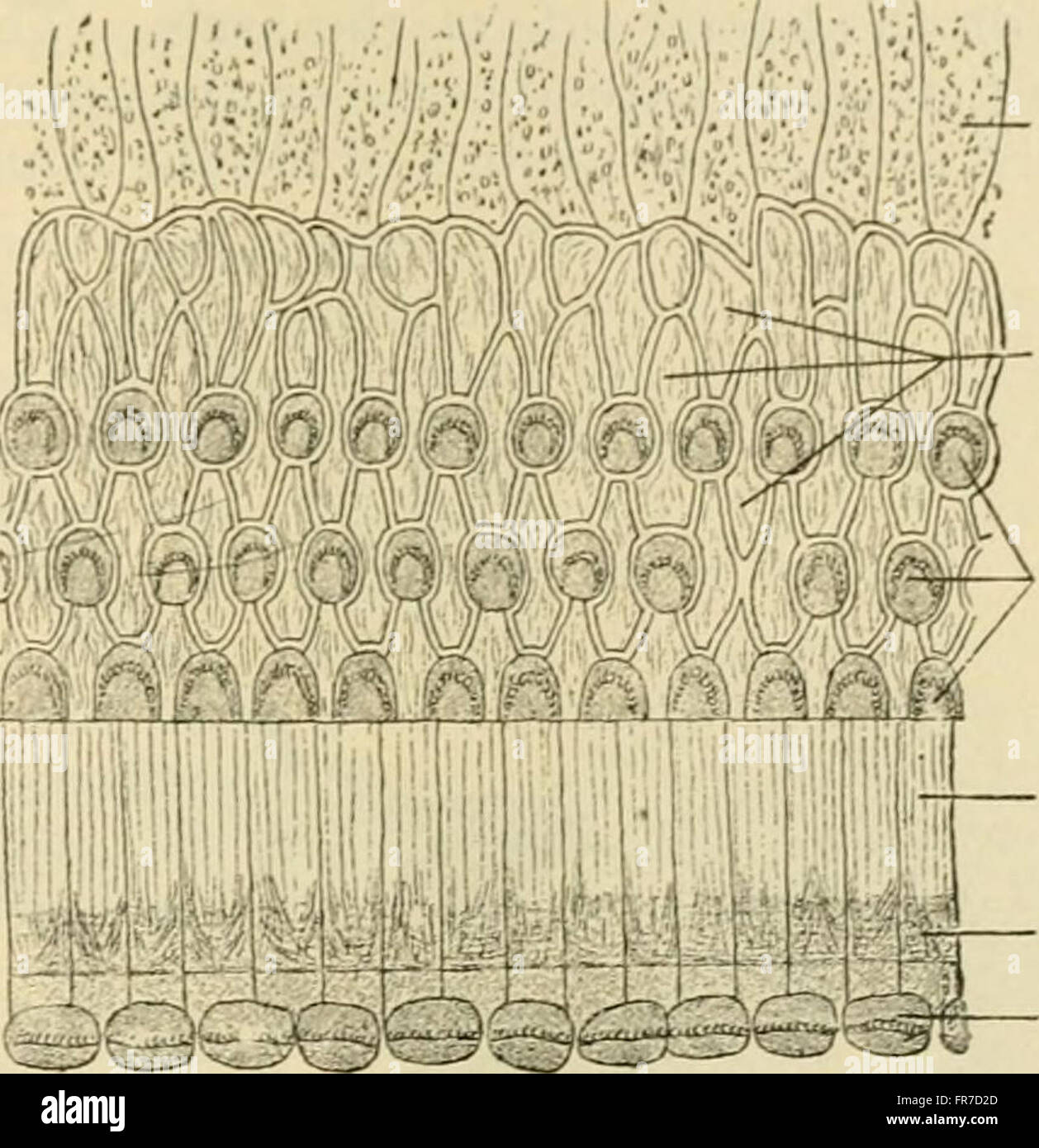 L'anatomie humaine, y compris la structure et le développement et des considérations pratiques (1911) Banque D'Images
