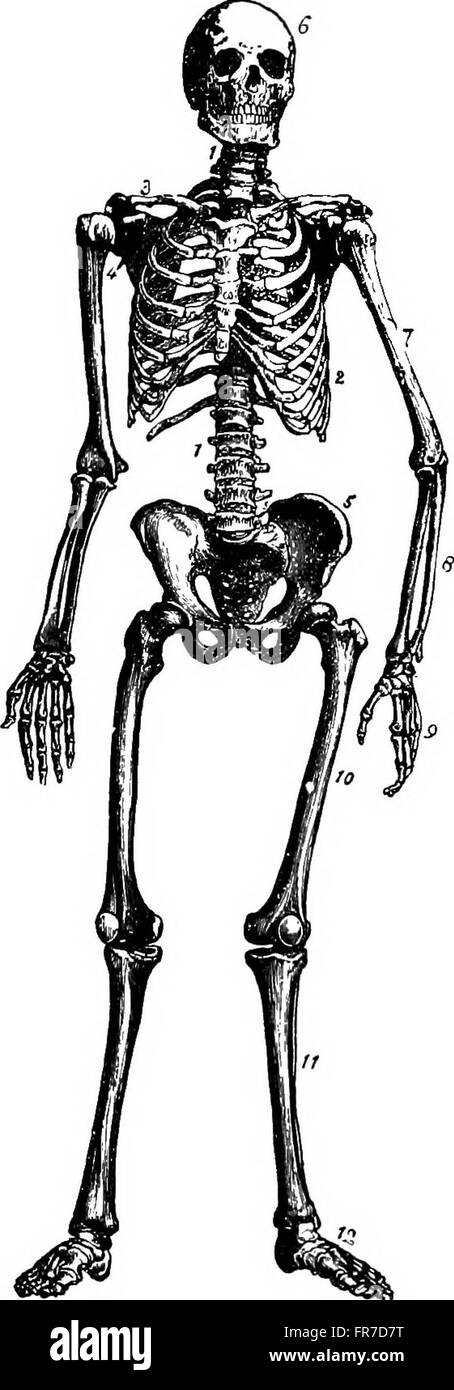 Cette publication de 1907 se concentre sur l'étude de la physiologie humaine, détaillant les fonctions et les processus du corps humain. Il aborde des sujets tels que la circulation, la respiration, la digestion et les fonctions neuronales de manière scientifique. Banque D'Images