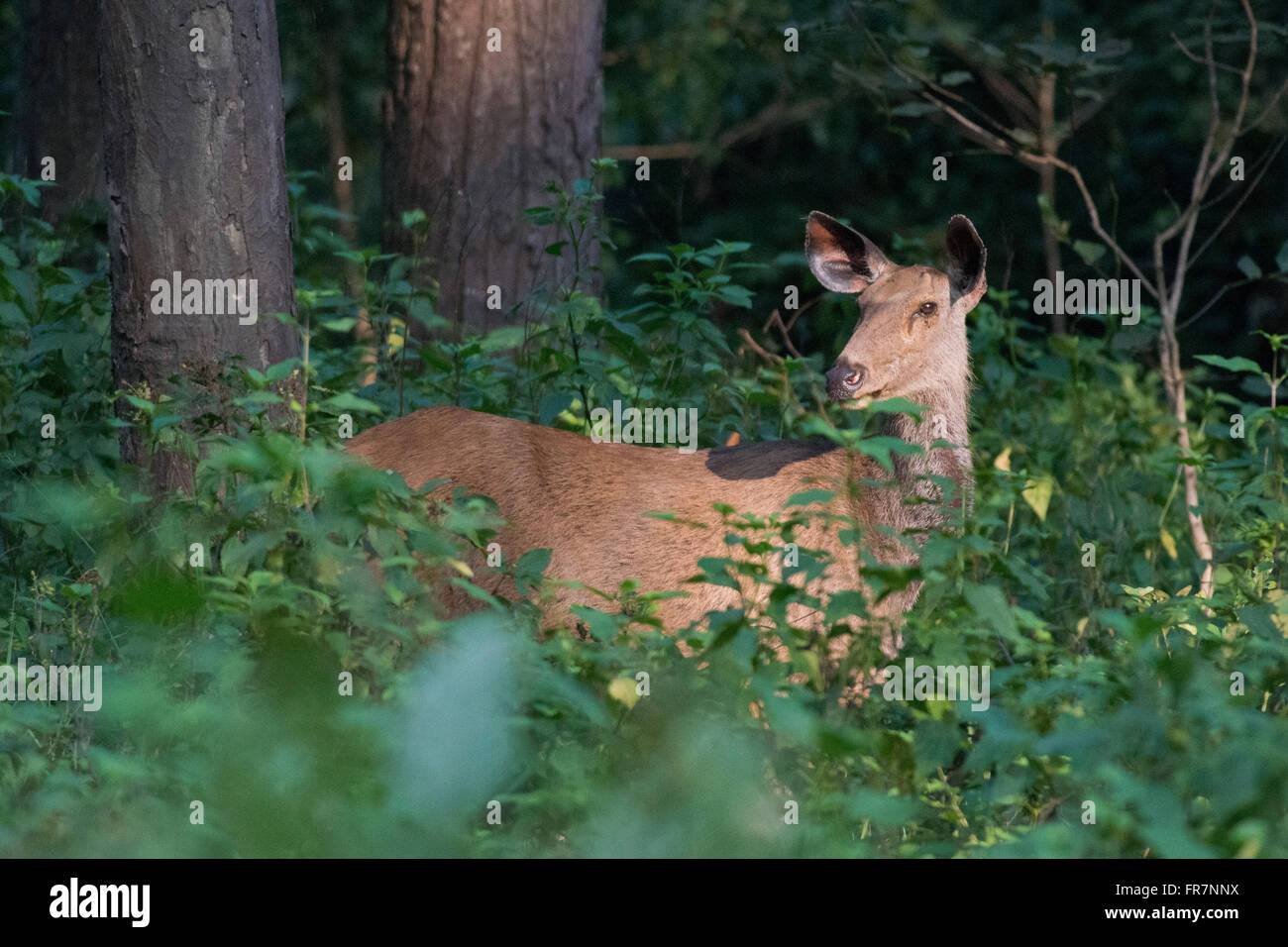 Cerfs Sambar dans Kanha Parc National de l'Inde Banque D'Images