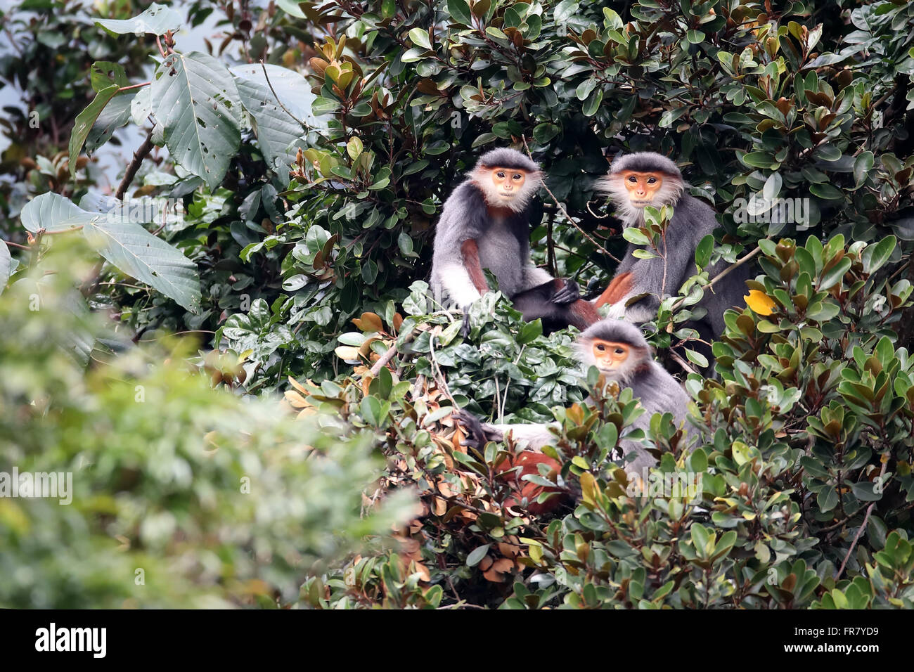 Red-shanked Douc Langur à l'état sauvage, cette espèce est un primate endémique au Vietnam et au Laos Banque D'Images