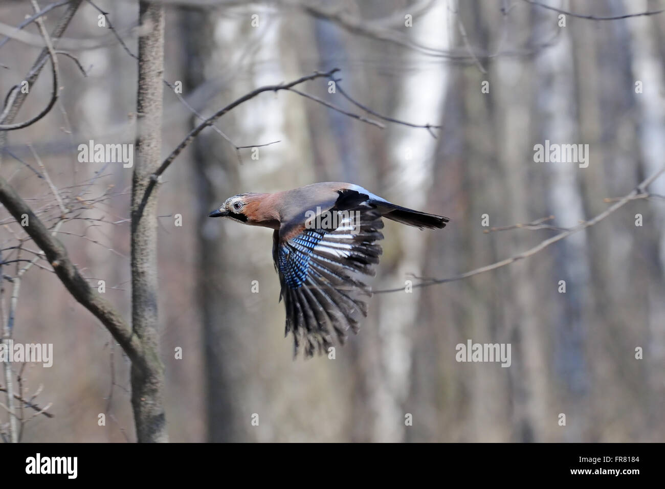 Battant jay eurasien au printemps forêt de bouleaux Banque D'Images