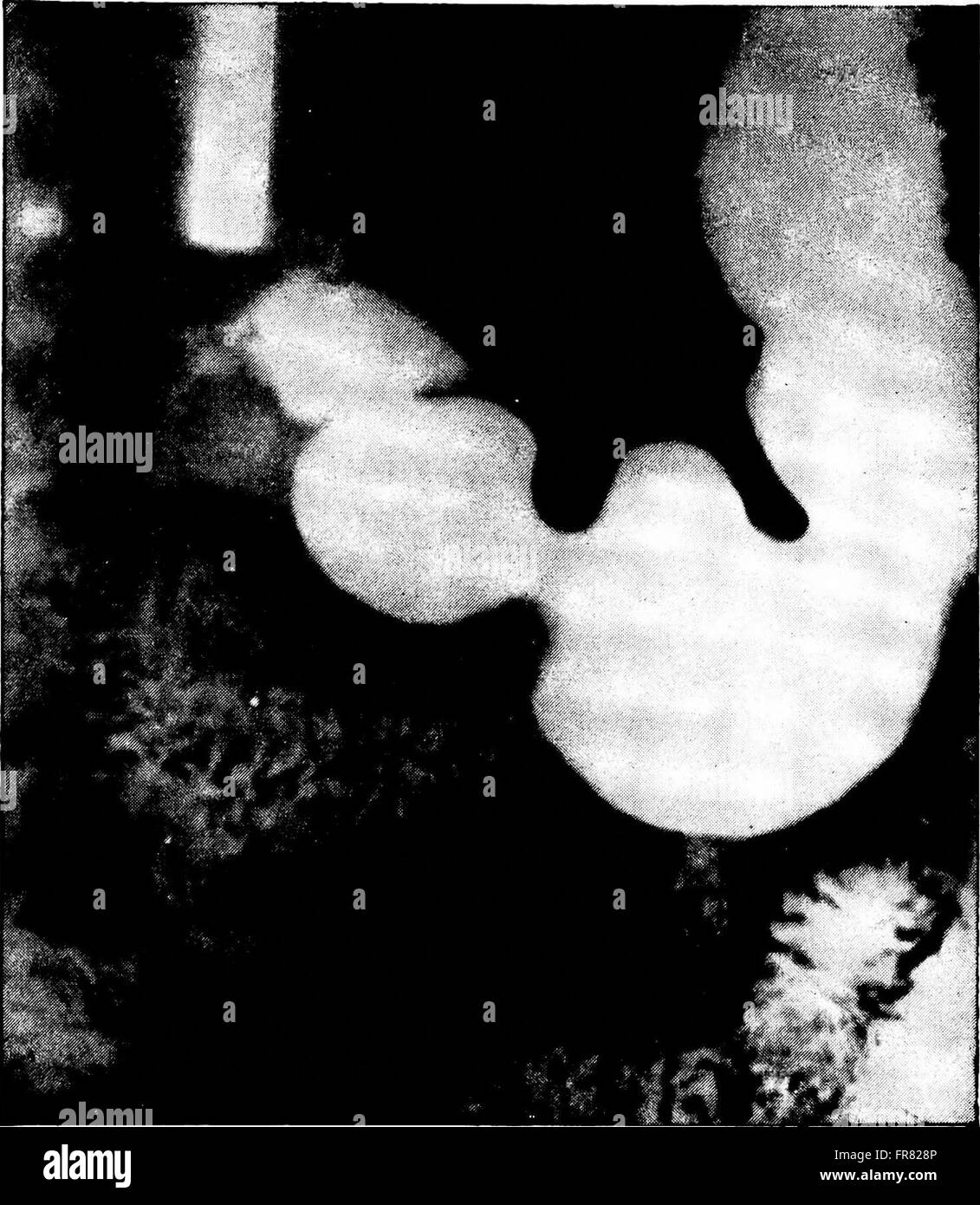 Ce livre de 1964 décrit les principes fondamentaux de la biologie, en se concentrant sur la structure cellulaire, la génétique, l'écologie et la biologie évolutive comme domaines d'étude clés dans les sciences biologiques modernes. Banque D'Images