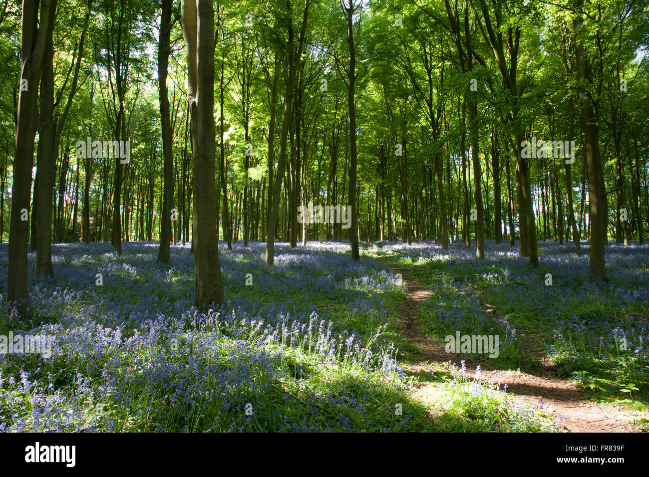 Bluebell Wood Micheldever , Hampshire .Angleterre Banque D'Images